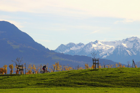 Regiony winiarskie świata – kompletny przewodnik po krajach i apelacjach