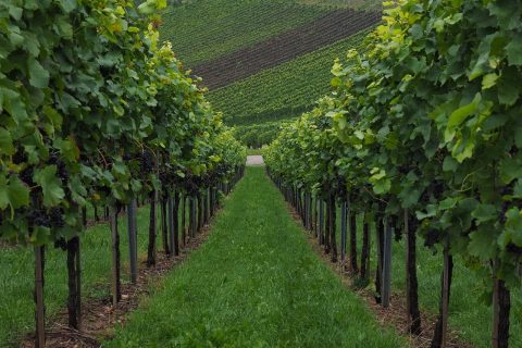 Najważniejsze szczepy winogron na świecie - przewodnik dla kupujących