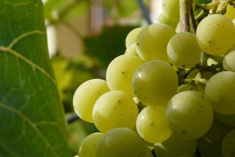 Skąd bierze się słodycz w winie? Wyjaśnienie technologiczne