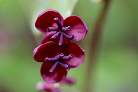 Najlepsze wino do 30 zł - ranking budżetowy