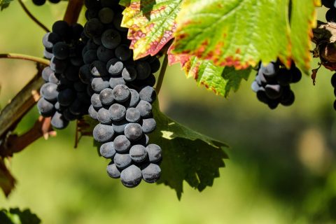 Chile - carmenere i doliny Andów