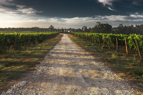 RPA - pinotage i terroir