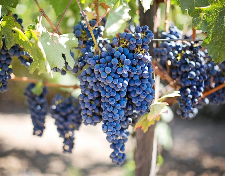 Australia – potęga shiraz