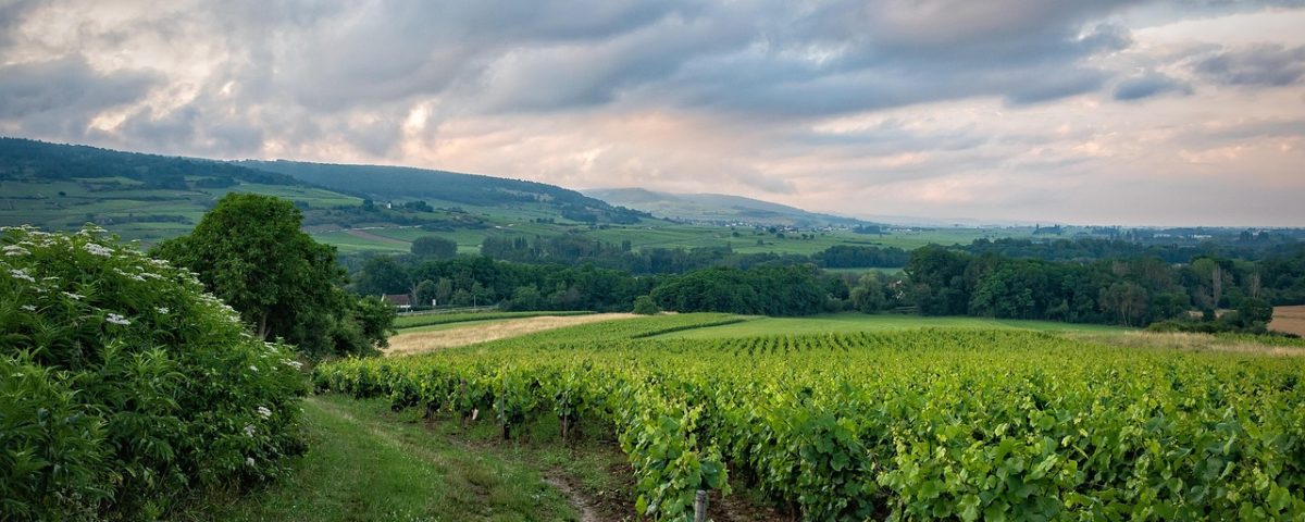 Grecja - assyrtiko i wyspy
