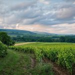 Grecja - assyrtiko i wyspy