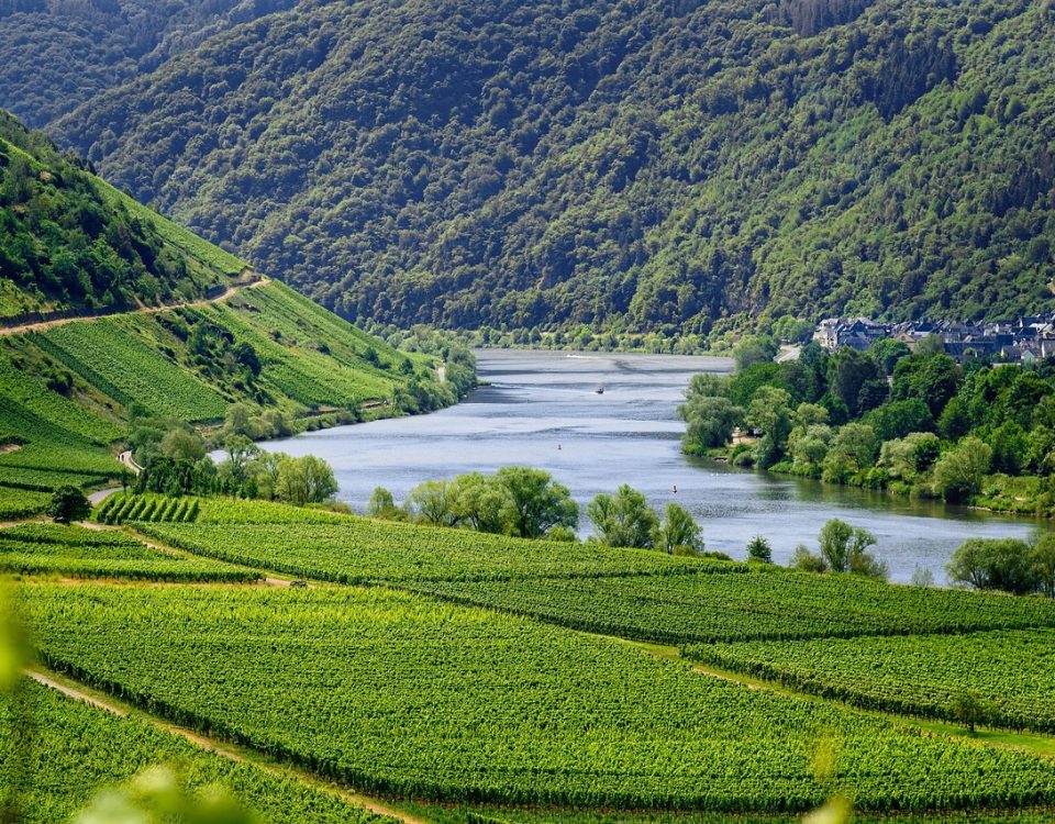 Niemcy – riesling i klasyfikacje