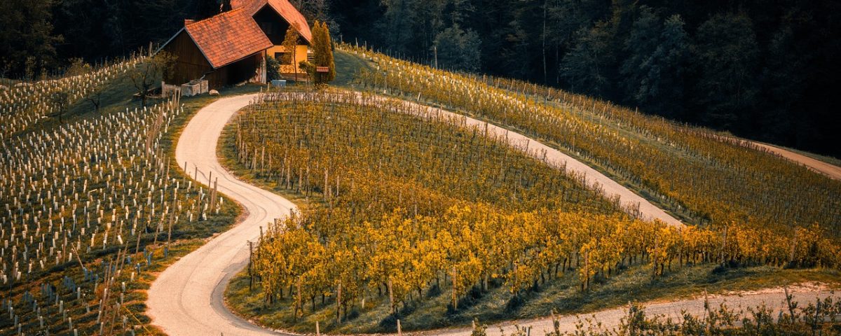 Węgry - tokaj i wina słodkie