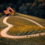 Węgry - tokaj i wina słodkie