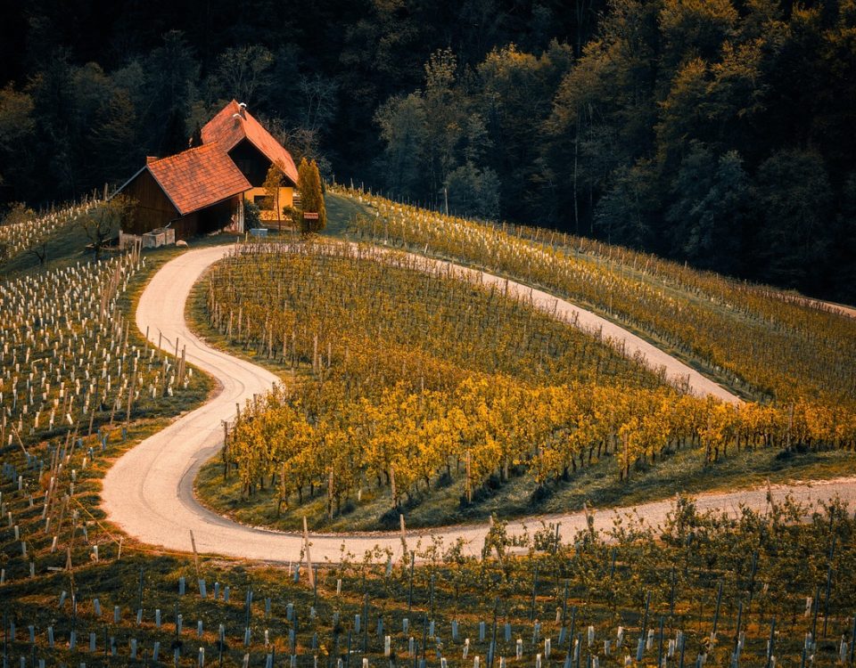 Węgry - tokaj i wina słodkie